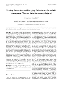 Weaver Ants) in Anand, Gujarat