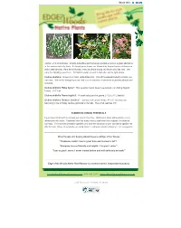 Clethra, Or Summersweet, Attracts Butterflies and Numerous Pollinators and Is a Great Alternative to the Invasive Butterfly Bush