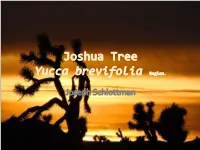 Joshua Tree Yucca Brevifolia