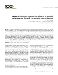Reexamining the P-Element Invasion of Drosophila Melanogaster Through the Lens of Pirna Silencing