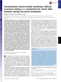 Unconstrained Muscle-Tendon Workloops Indicate Resonance