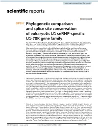 Phylogenetic Comparison and Splice Site Conservation of Eukaryotic U1