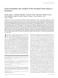 Promoter Janus Kinase 3 Proximal Characterization and Analysis Of