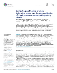 Competing Scaffolding Proteins Determine Capsid Size During