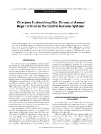 Olfactory Ensheathing Glia: Drivers of Axonal Regeneration in the Central Nervous System?