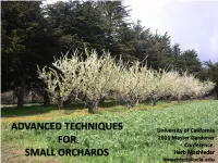 Advanced Techniques for Small Orchards
