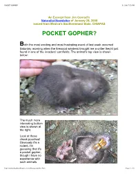 Pocket Gopher? 3/1/09 7:52 Pm