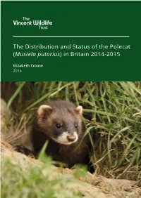 The Distribution and Status of the Polecat (Mustela Putorius) in Britain 2014-2015