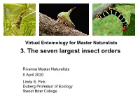 3. the Seven Largest Insect Orders