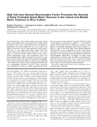 Glial Cell Line-Derived Neurotrophic Factor Promotes the Survival of Early Postnatal Spinal Motor Neurons in the Lateral and Medial Motor Columns in Slice Culture