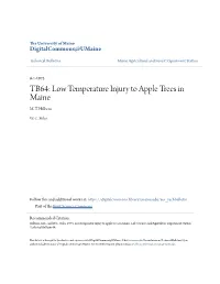 Low Temperature Injury to Apple Trees in Maine M