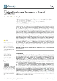 Evolution, Homology, and Development of Tetrapod Limb Muscles
