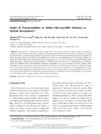 Study of Transferability of Rubus Microsatellite Markers to Hybrid Boysenberry