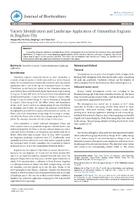 Variety Identification and Landscape Application of Osmanthus Fragrans
