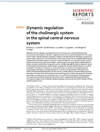 Dynamic Regulation of the Cholinergic System in the Spinal Central Nervous System M