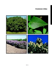 Common Lilac