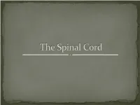 The Spinal Cord Is a Nerve Column That Passes Downward from Brain Into the Vertebral Canal