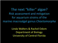 The Next “Killer” Algae? Risk Assessment and Mitigation for Aquarium Strains of the Marine Macroalgal Genus Chaetomorpha