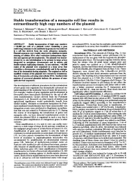 Extraordinarily High Copy Numbers of the Plasmid THOMAS J