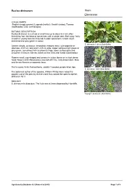 Euclea Divinorum Hiern Ebenaceae