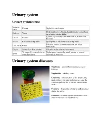 Urinary System
