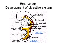 Ectodermal Pharyngeal Clefts