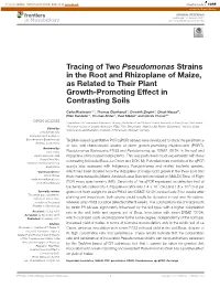 Tracing of Two Pseudomonas Strains in the Root and Rhizoplane of Maize, As Related to Their Plant Growth-Promoting Effect in Contrasting Soils