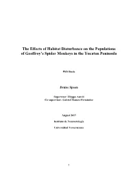 The Effects of Habitat Disturbance on the Populations of Geoffroy's Spider Monkeys in the Yucatan Peninsula
