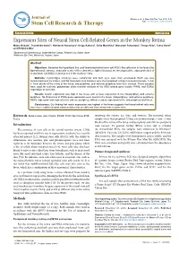 Expression Sites of Neural Stem Cell-Related Genes in the Monkey