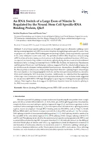 An RNA Switch of a Large Exon of Ninein Is Regulated by the Neural Stem Cell Speciﬁc-RNA Binding Protein, Qki5