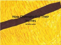 How Cheetahs Got Their Names by Carlie Lastine in the Beginning Cheetahs Were Not Called Cheetahs