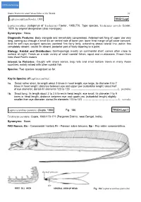 Lepturacanthus Fowler, 1905 Lepturacanthus Pantului (Gupta