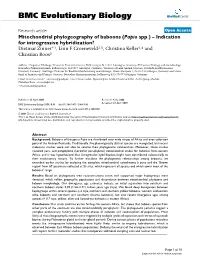 Mitochondrial Phylogeography of Baboons (Papio Spp.)–Indication For