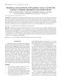 Morphology and Reproduction of Mesophyllum Erubescens (Foslie) Me