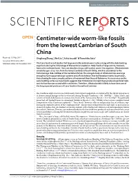 Centimeter-Wide Worm-Like Fossils from the Lowest Cambrian of South