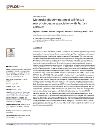 Molecular Discrimination of Tall Fescue Morphotypes in Association with Festuca Relatives