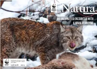 An Unexpected Encounter with a Himalayan Lynx