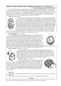 Molluscs of the Intertidal Zone