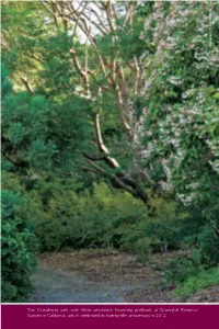 The Chinaberry Path with Melia Azedarach Flowering Profusely At