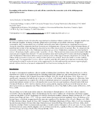 Decoupling of the Nuclear Division Cycle and Cell Size Control in the Coenocytic Cycle of the Ichthyosporean Sphaeroforma Arctica