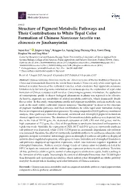 Structure of Pigment Metabolic Pathways and Their Contributions to White Tepal Color Formation of Chinese Narcissus Tazetta Var