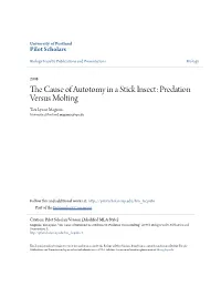 The Cause of Autotomy in a Stick Insect