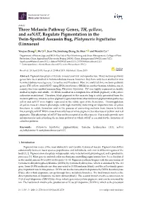 Three Melanin Pathway Genes, TH, Yellow, and Aanat, Regulate Pigmentation in the Twin-Spotted Assassin Bug, Platymeris Biguttatus (Linnaeus)