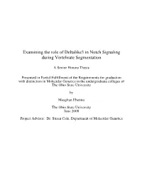 Examining the Role of Deltalike3 in Notch Signaling During Vertebrate Segmentation