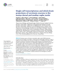 Single-Cell Transcriptomes and Whole-Brain Projections of Serotonin
