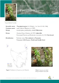 Tmesipteris Parva