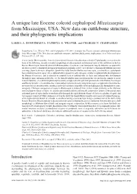 A Unique Late Eocene Coleoid Cephalopod Mississaepia from Mississippi, USA: New Data on Cuttlebone Structure, and Their Phylogenetic Implications