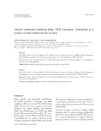 Coleoptera: Cicindelidae) As a Predator of Newly-Metamorphosed Anurans