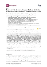 Infection with Helicobacter Pylori Induces Epithelial to Mesenchymal Transition in Human Cholangiocytes