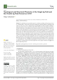 Topological and Structural Plasticity of the Single Ig Fold and the Double Ig Fold Present in CD19